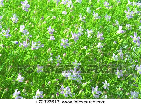Close-Up, Day, Full Frame, Outdoor View Large Photo Image Stock Image - Close-Up, Day, Full Frame, Outdoor. Fotosearch