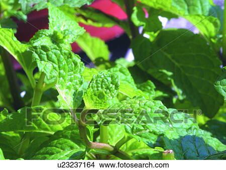 Picture - Close-Up, Day, Full Frame. Fotosearch