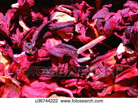 Close-Up, Day, Full Frame View Large Photo Image Stock Image - Close-Up, Day, Full Frame. Fotosearch