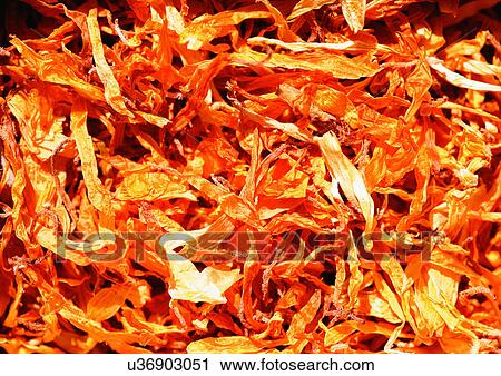 Close-Up, Day, Full Frame View Large Photo Image Stock Image - Close-Up, Day, Full Frame. Fotosearch