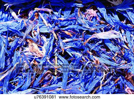Close-Up, Day, Full Frame View Large Photo Image Stock Image - Close-Up, Day, Full Frame. Fotosearch