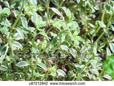 Close-Up, Day, Full Frame View Large Photo Image Stock Image - Close-Up, Day, Full Frame. Fotosearch