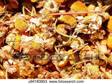 Stock Image - Close-Up, Day, Full Frame. Fotosearch