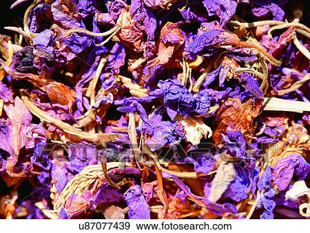 Stock Photo - Close-Up, Day, Full Frame. Fotosearch