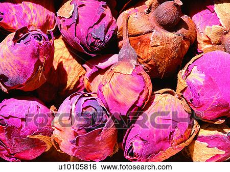 Close-Up, Day, Full Frame View Large Photo Image Stock Photograph - Close-Up, Day, Full Frame. Fotosearch