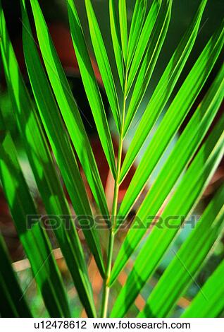 Stock Image - Close-Up, Day, One Object, Outdoor. Fotosearch