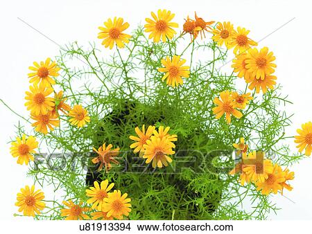 Close-Up, Day, Outdoor View Large Photo Image Picture - Close-Up, Day, Outdoor. Fotosearch