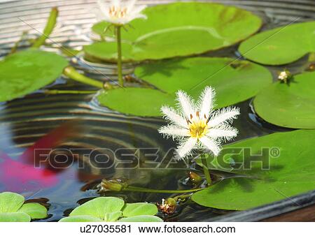 Close-Up, Day, Outdoor View Large Photo Image Stock Image - Close-Up, Day, Outdoor. Fotosearch