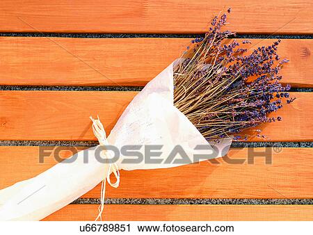 Stock Image - Close-Up, Day, Outdoor. Fotosearch
