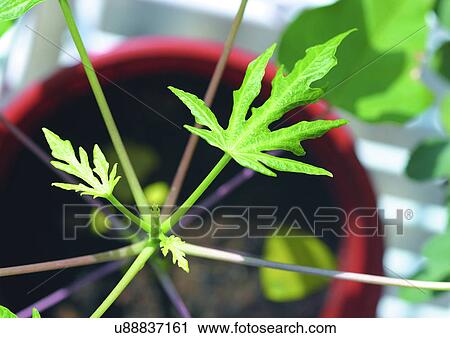 Close-Up, Day, Outdoor View Large Photo Image Stock Image - Close-Up, Day, Outdoor. Fotosearch