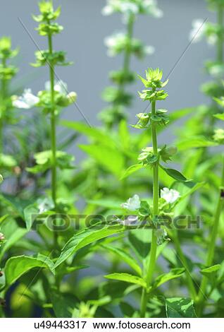 Close-Up, Day, Outdoor View Large Photo Image Stock Photo - Close-Up, Day, Outdoor. Fotosearch