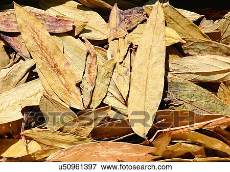 Close-Up, Day, Outdoor View Large Photo Image Stock Photo - Close-Up, Day, Outdoor. Fotosearch