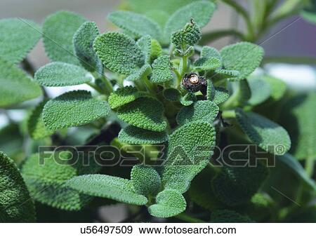Stock Photo - Close-Up, Day, Outdoor. Fotosearch