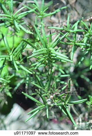 Close-Up, Day, Outdoor View Large Photo Image Stock Photo - Close-Up, Day, Outdoor. Fotosearch