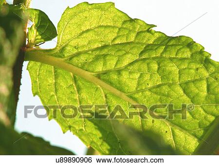 Stock Photograph - Close-Up, Day, Outdoor. Fotosearch