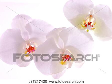 Close-Up, Flowers, White, White Background View Large Photo Image Stock Image - Close-Up, Flowers, White, White Background. Fotosearch