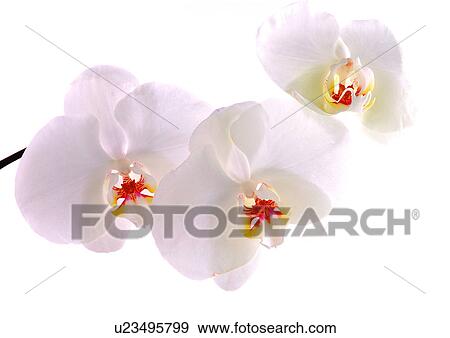 Close-Up, Flowers, White, White Background View Large Photo Image Stock Photo - Close-Up, Flowers, White, White Background. Fotosearch