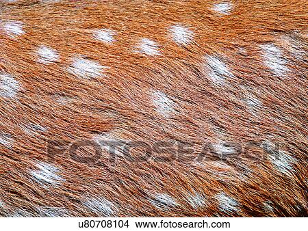 Picture - Close-Up, Full Frame. Fotosearch
