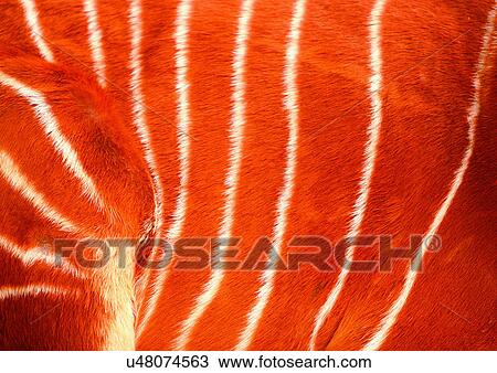 Stock Image - Close-Up, Full Frame. Fotosearch