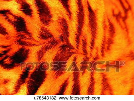 Stock Image - Close-Up, Full Frame. Fotosearch