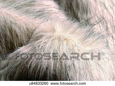 Close-Up, Full Frame View Large Photo Image Stock Image - Close-Up, Full Frame. Fotosearch