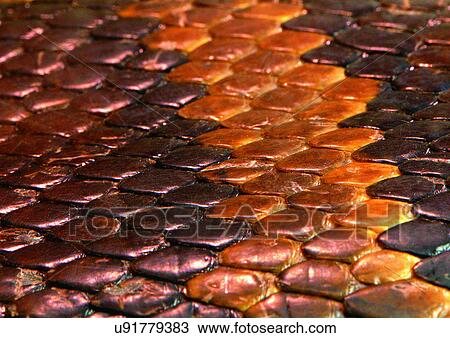 Stock Image - Close-Up, Full Frame. Fotosearch