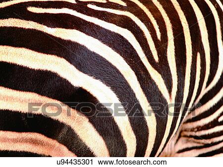 Close-Up, Full Frame View Large Photo Image Stock Image - Close-Up, Full Frame. Fotosearch