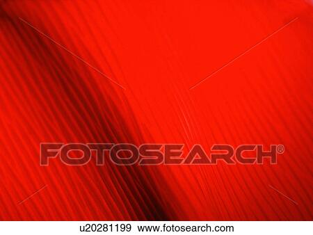 Close-Up, Full Frame View Large Photo Image Stock Photo - Close-Up, Full Frame. Fotosearch