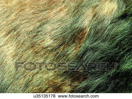 Stock Photo - Close-Up, Full Frame. Fotosearch