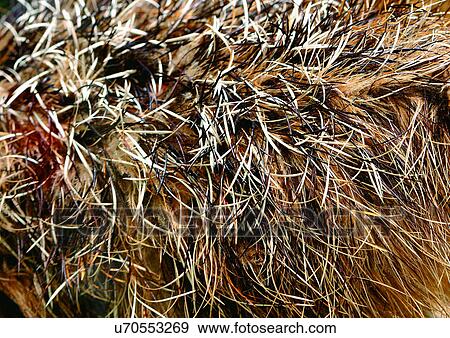 Close-Up, Full Frame View Large Photo Image Stock Photo - Close-Up, Full Frame. Fotosearch