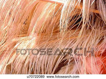 Stock Photo - Close-Up, Full Frame. Fotosearch