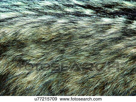 Stock Photo - Close-Up, Full Frame. Fotosearch
