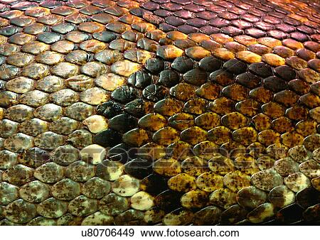 Stock Photo - Close-Up, Full Frame. Fotosearch