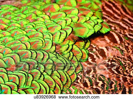 Stock Photo - Close-Up, Full Frame. Fotosearch