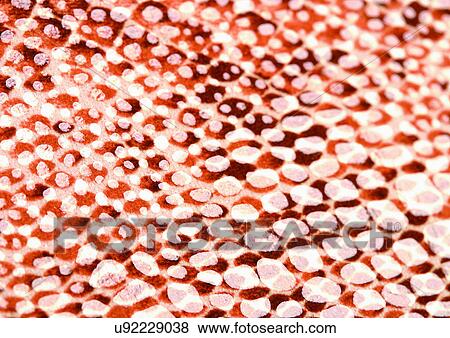 Close-Up, Full Frame View Large Photo Image Stock Photo - Close-Up, Full Frame. Fotosearch