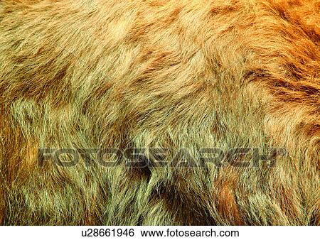 Stock Photograph - Close-Up, Full Frame. Fotosearch