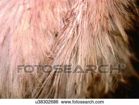 Stock Photograph - Close-Up, Full Frame. Fotosearch