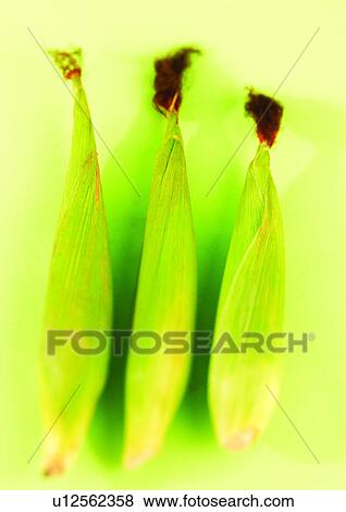 cob, food stuff, vegetable View Large Photo Image Stock Photo - cob, food stuff, vegetable. Fotosearch
