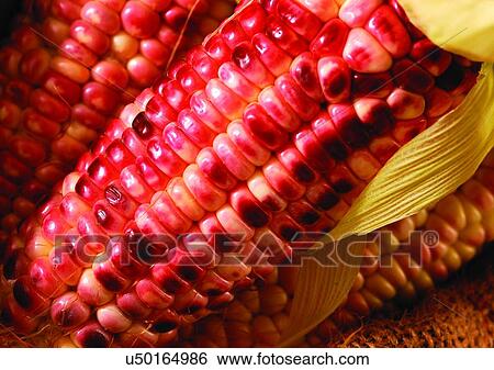 Stock Photograph - cob, food stuff, vegetable. Fotosearch