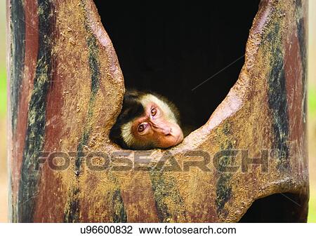Stock Image - confined, confinement, attitude. Fotosearch