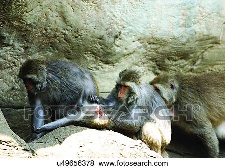 Stock Photo - confined, confinement, attitude. Fotosearch