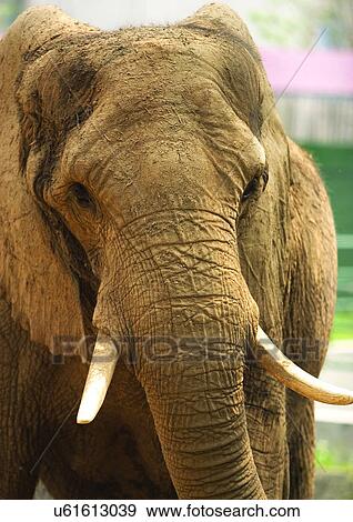 Stock Photo - confined, confinement, attitude. Fotosearch