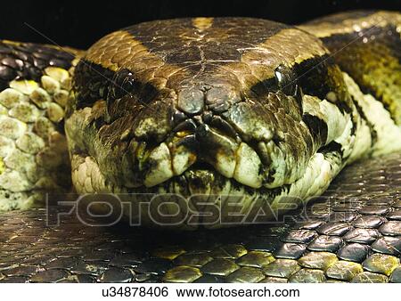 Stock Photograph - confined, confinement, attitude. Fotosearch