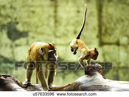 Stock Photograph - confined, confinement, attitude. Fotosearch
