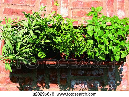 Stock Photo - Container, Display, Day, Aromatics. Fotosearch