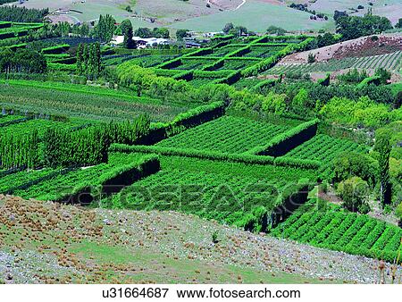 Crop, Farming, Environment, Day, Agriculture View Large Photo Image Stock Photo - Crop, Farming, Environment, Day, Agriculture. Fotosearch
