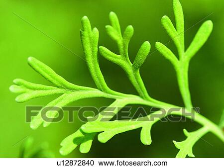 Stock Image - Cultivated, Fresh, Flavor, Day, Aromatics. Fotosearch