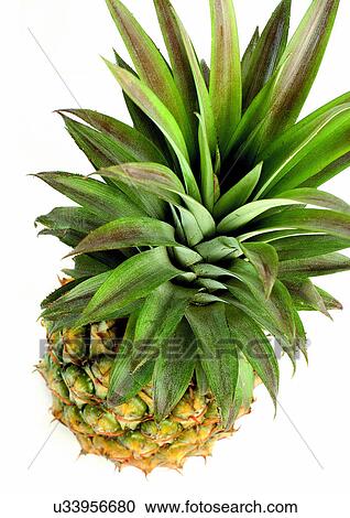 Stock Image - Cut Out, Indoor, One Object. Fotosearch