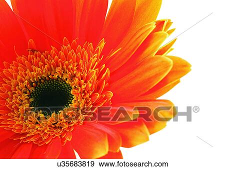 Daisy Flower, Gerbera Daisy, Vibrant Color, White Background, Close-Up View Large Photo Image Stock Photo - Daisy Flower, Gerbera Daisy, Vibrant Color, White Background, Close-Up. Fotosearch