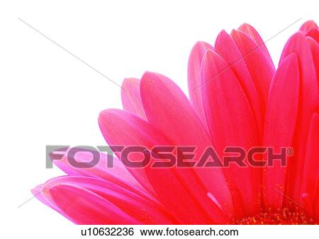 Daisy Flower, Gerbera Daisy, Vibrant Color, White Background, Close-Up View Large Photo Image Stock Photograph - Daisy Flower, Gerbera Daisy, Vibrant Color, White Background, Close-Up. Fotosearch